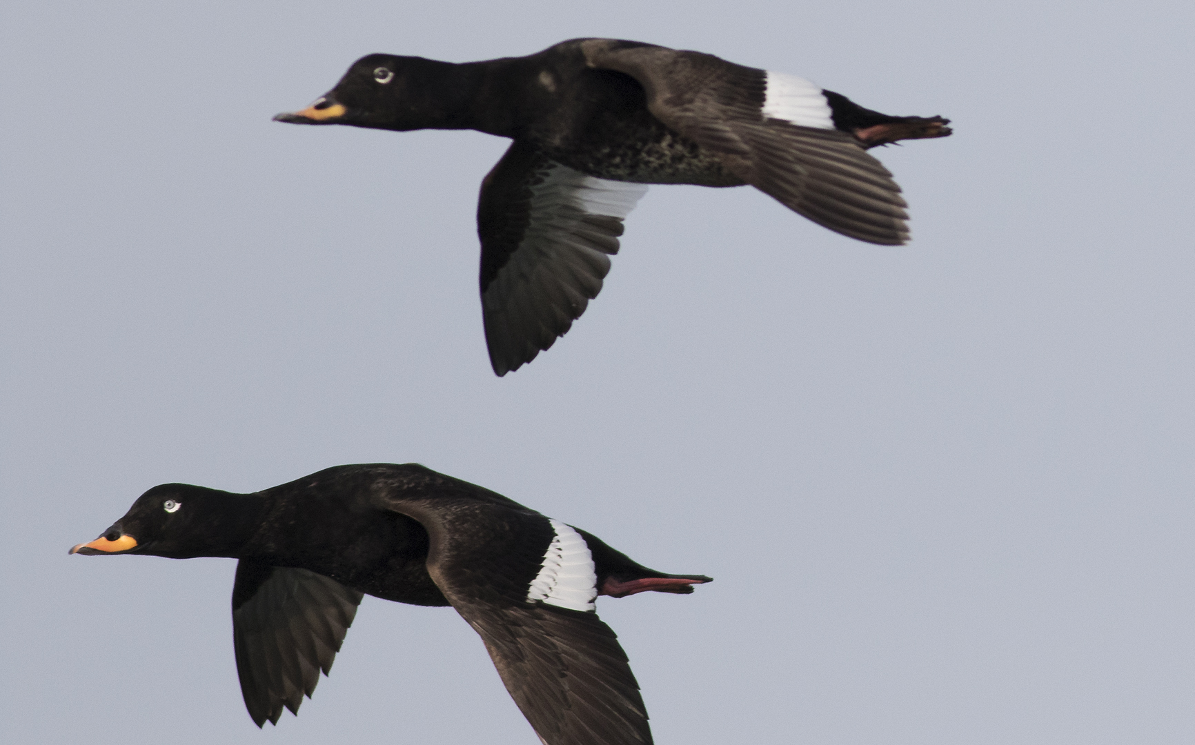 Velvet Scoter